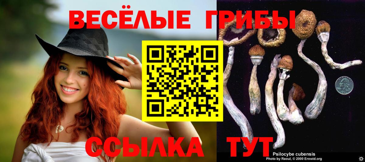 Галлюциногенные грибы Psilocybine cubensis  Вход с VPN  Луга 
